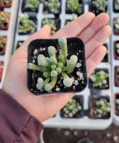 Baby Toes Succulent Live Plant - Fenestraria Rhopalophylla, Rare Indoor/Outdoor - Image 2