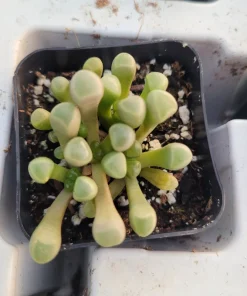 Baby Toes Succulent Live Plant - Fenestraria Rhopalophylla, Rare Indoor/Outdoor - Image 3