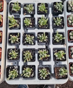 Baby Toes Succulent Live Plant - Fenestraria Rhopalophylla, Rare Indoor/Outdoor - Image 4