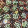 Baby Toes Succulent Live Plant - Fenestraria Rhopalophylla, Rare Indoor/Outdoor - Image 1