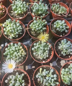Baby Toes Succulent Live Plant - Fenestraria Rhopalophylla, Rare Indoor/Outdoor - Image 1