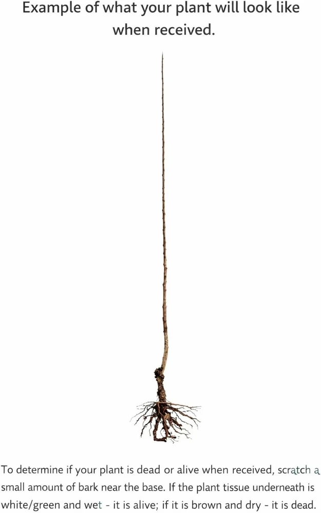 Bald Cypress Live Plant - 2-3 ft Tall Bare Root Tree - Fast Growing Conifer - Image 2