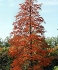 Bald Cypress Live Plant - 2-3 ft Tall Bare Root Tree - Fast Growing Conifer - Image 3
