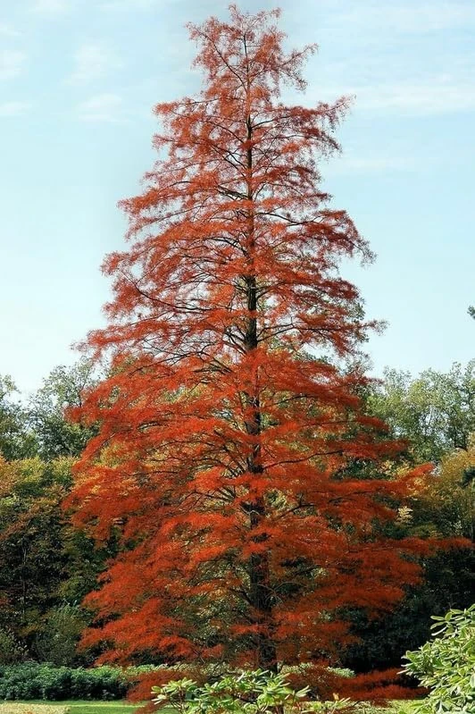 Bald Cypress Live Plant - 2-3 ft Tall Bare Root Tree - Fast Growing Conifer - Image 3