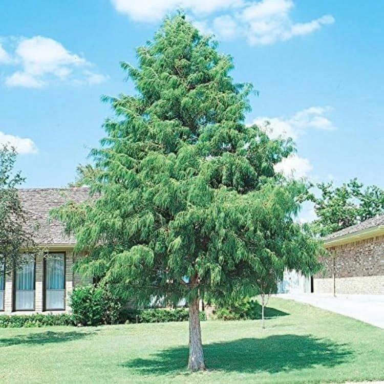Bald Cypress Live Plant - 2-3 ft Tall Bare Root Tree - Fast Growing Conifer - Image 4