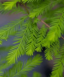 Bald Cypress Live Plant - 2-3 ft Tall Bare Root Tree - Fast Growing Conifer - Image 5