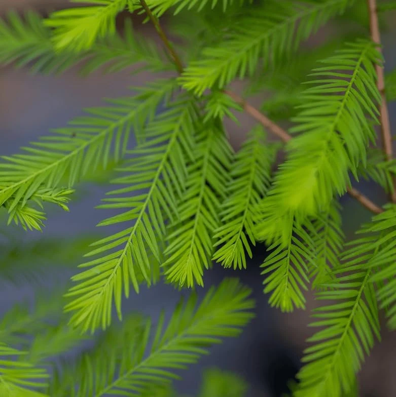 Bald Cypress Live Plant - 2-3 ft Tall Bare Root Tree - Fast Growing Conifer - Image 5