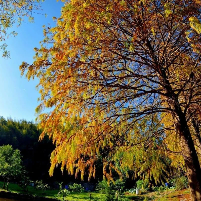 Bald Cypress Live Plant - 2-3 ft Tall Bare Root Tree - Fast Growing Conifer - Image 6