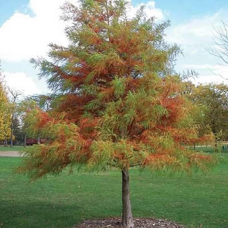 Bald Cypress Live Plant - 2-3 ft Tall Bare Root Tree - Fast Growing Conifer - Image 7