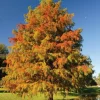 Bald Cypress Live Plant - 2-3 ft Tall Bare Root Tree - Fast Growing Conifer - Image 1