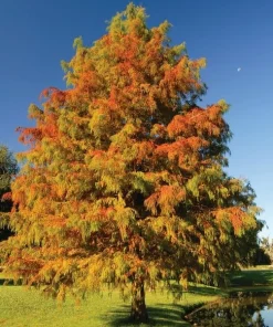 Bald Cypress Live Plant - 2-3 ft Tall Bare Root Tree - Fast Growing Conifer - Image 1