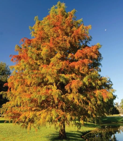 Bald Cypress Live Plant - 2-3 ft Tall Bare Root Tree - Fast Growing Conifer - Image 1