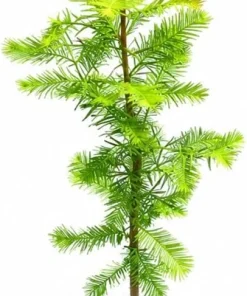Bald Cypress Tree - 10-16'' Tall Live Plant - Quart Pot - Outdoor Shade Tree - Image 2