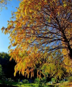 Bald Cypress Tree - 10-16'' Tall Live Plant - Quart Pot - Outdoor Shade Tree - Image 3