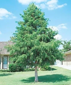 Bald Cypress Tree - 10-16'' Tall Live Plant - Quart Pot - Outdoor Shade Tree - Image 5