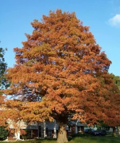 Bald Cypress Tree - 10-16'' Tall Live Plant - Quart Pot - Outdoor Shade Tree - Image 6