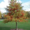 Bald Cypress Tree - 10-16'' Tall Live Plant - Quart Pot - Outdoor Shade Tree - Image 1