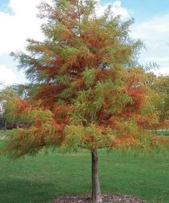 Bald Cypress Tree - 10-16'' Tall Live Plant - Quart Pot - Outdoor Shade Tree - Image 1