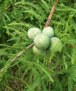 Bald Cypress Tree - 10-16'' Tall Live Plant - Quart Pot - Outdoor Shade Tree - Image 8