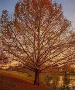 Bald Cypress Tree - 10-16'' Tall Live Plant - Quart Pot - Outdoor Shade Tree - Image 9