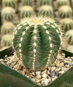 Balloon Cactus Live Plant - Parodia Magnifica - Potted Succulent in 4" Pot - Image 2
