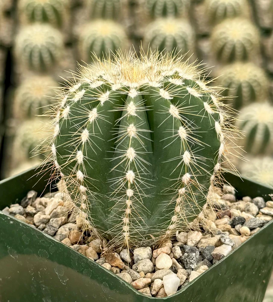 Balloon Cactus Live Plant - Parodia Magnifica - Potted Succulent in 4" Pot - Image 2