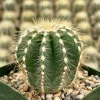Balloon Cactus Live Plant - Parodia Magnifica - Potted Succulent in 4" Pot - Image 1