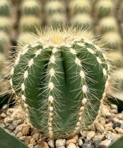 Balloon Cactus Live Plant - Parodia Magnifica - Potted Succulent in 4" Pot - Image 1