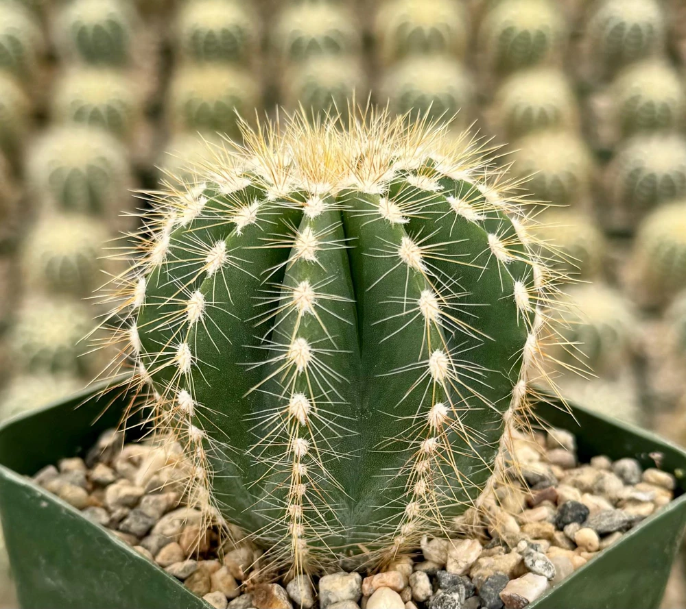 Balloon Cactus Live Plant - Parodia Magnifica - Potted Succulent in 4" Pot - Image 1