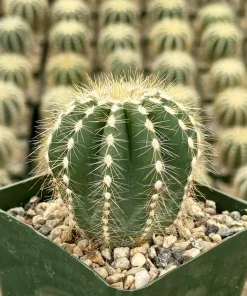 Balloon Cactus Live Plant - Parodia Magnifica - Potted Succulent in 4