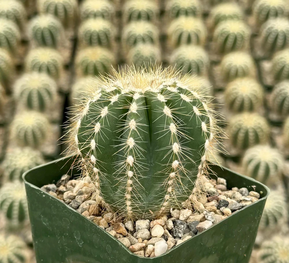 Balloon Cactus Live Plant - Parodia Magnifica - Potted Succulent in 4" Pot - Image 3