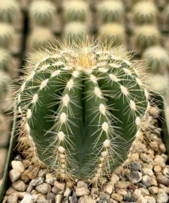 Balloon Cactus Live Plant - Parodia Magnifica - Potted Succulent in 4