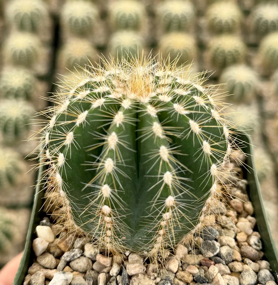 Balloon Cactus Live Plant - Parodia Magnifica - Potted Succulent in 4" Pot - Image 4