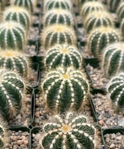 Balloon Cactus Live Plant - Parodia Magnifica - Potted Succulent in 4