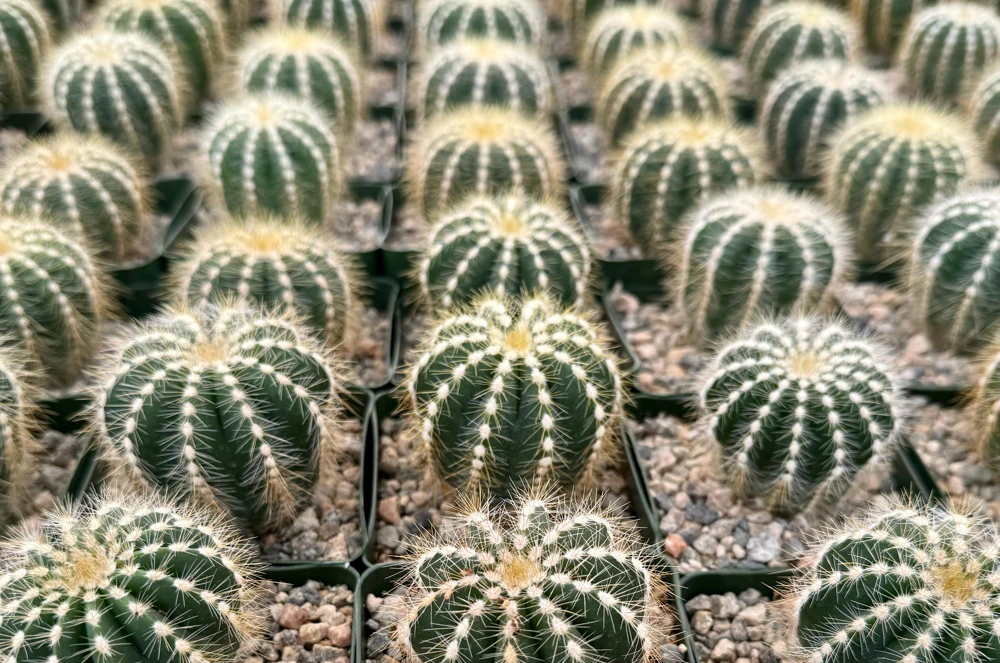 Balloon Cactus Live Plant - Parodia Magnifica - Potted Succulent in 4" Pot - Image 5