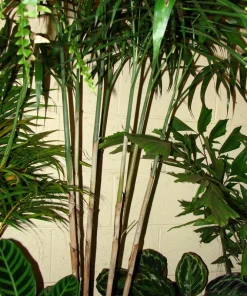 Bamboo Palm Chamaedorea Seifrizii Seeds - 5 Pack - Indoor/Outdoor Shade - Image 10