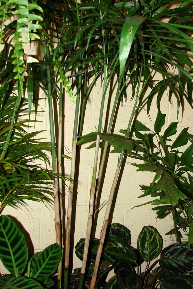 Bamboo Palm Chamaedorea Seifrizii Seeds - 5 Pack - Indoor/Outdoor Shade - Image 10