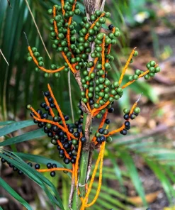 Bamboo Palm Chamaedorea Seifrizii Seeds - 5 Pack - Indoor/Outdoor Shade - Image 11