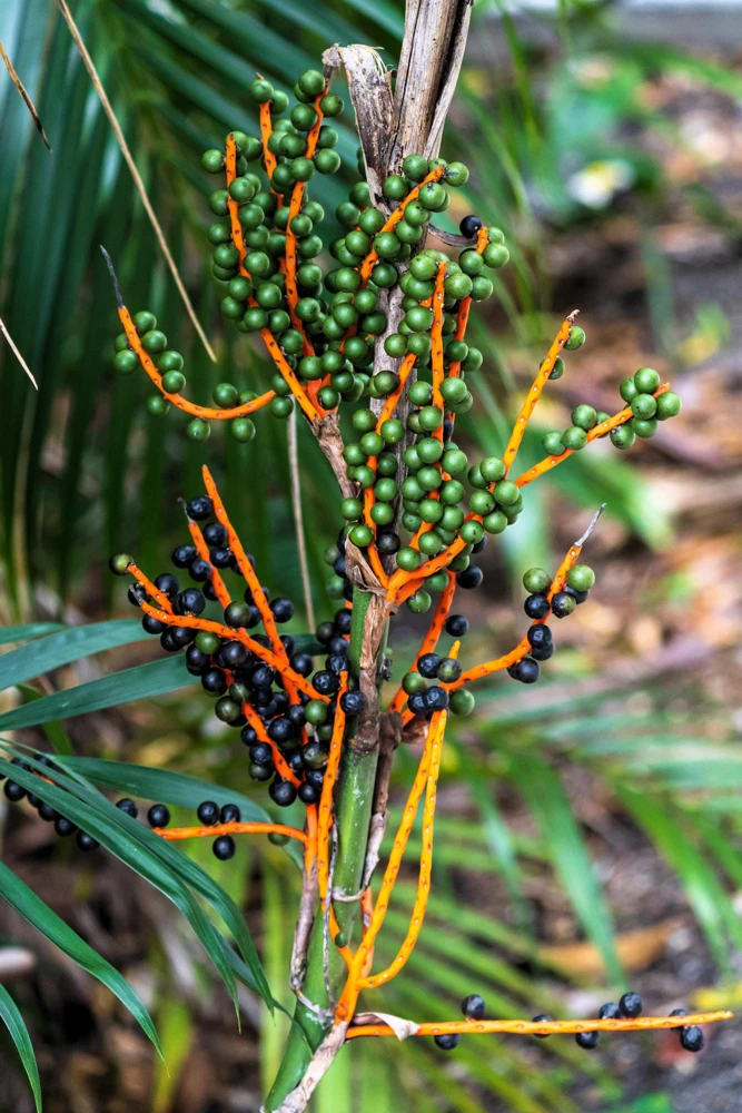 Bamboo Palm Chamaedorea Seifrizii Seeds - 5 Pack - Indoor/Outdoor Shade - Image 11