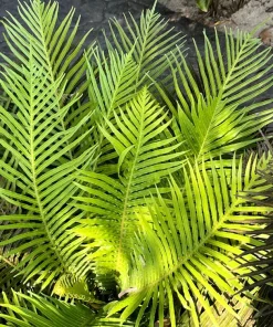 Bamboo Palm Chamaedorea Seifrizii Seeds - 5 Pack - Indoor/Outdoor Shade - Image 12
