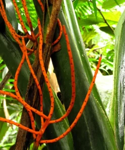 Bamboo Palm Chamaedorea Seifrizii Seeds - 5 Pack - Indoor/Outdoor Shade - Image 13