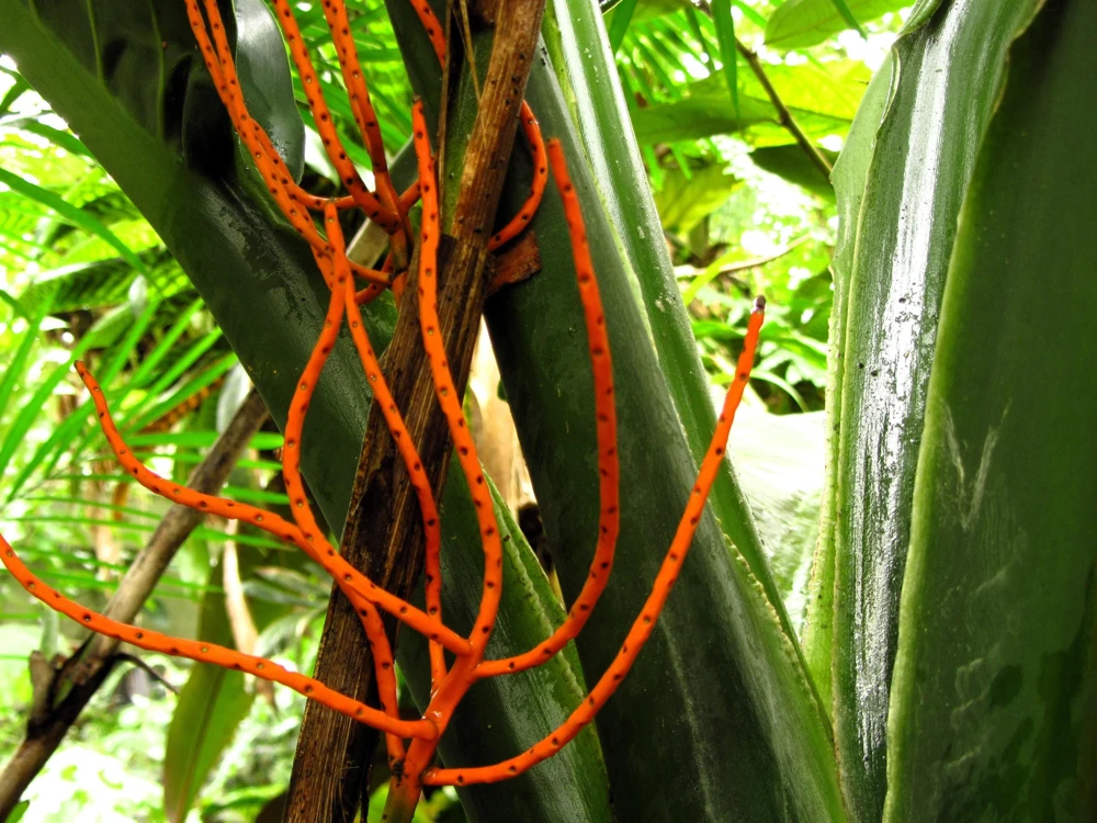 Bamboo Palm Chamaedorea Seifrizii Seeds - 5 Pack - Indoor/Outdoor Shade - Image 13