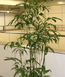 Bamboo Palm Chamaedorea Seifrizii Seeds - 5 Pack - Indoor/Outdoor Shade - Image 14