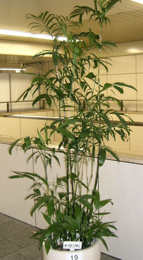 Bamboo Palm Chamaedorea Seifrizii Seeds - 5 Pack - Indoor/Outdoor Shade - Image 14