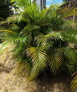 Bamboo Palm Chamaedorea Seifrizii Seeds - 5 Pack - Indoor/Outdoor Shade - Image 2