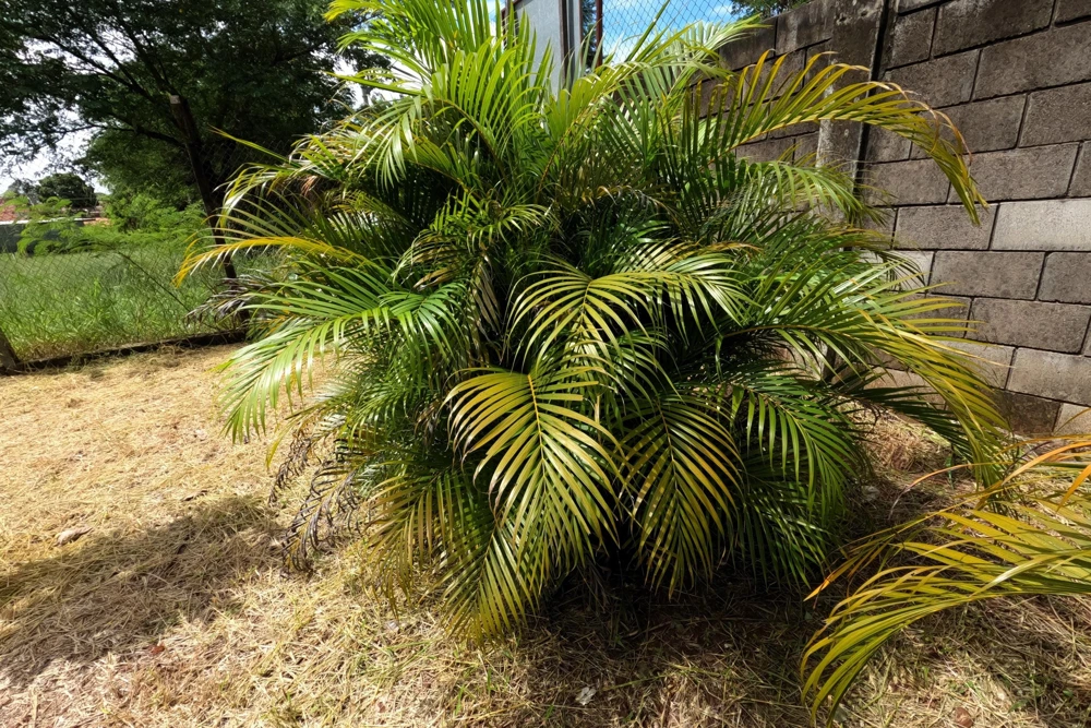 Bamboo Palm Chamaedorea Seifrizii Seeds - 5 Pack - Indoor/Outdoor Shade - Image 2