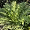 Bamboo Palm Chamaedorea Seifrizii Seeds - 5 Pack - Indoor/Outdoor Shade - Image 1