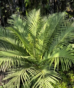Bamboo Palm Chamaedorea Seifrizii Seeds - 5 Pack - Indoor/Outdoor Shade - Image 1