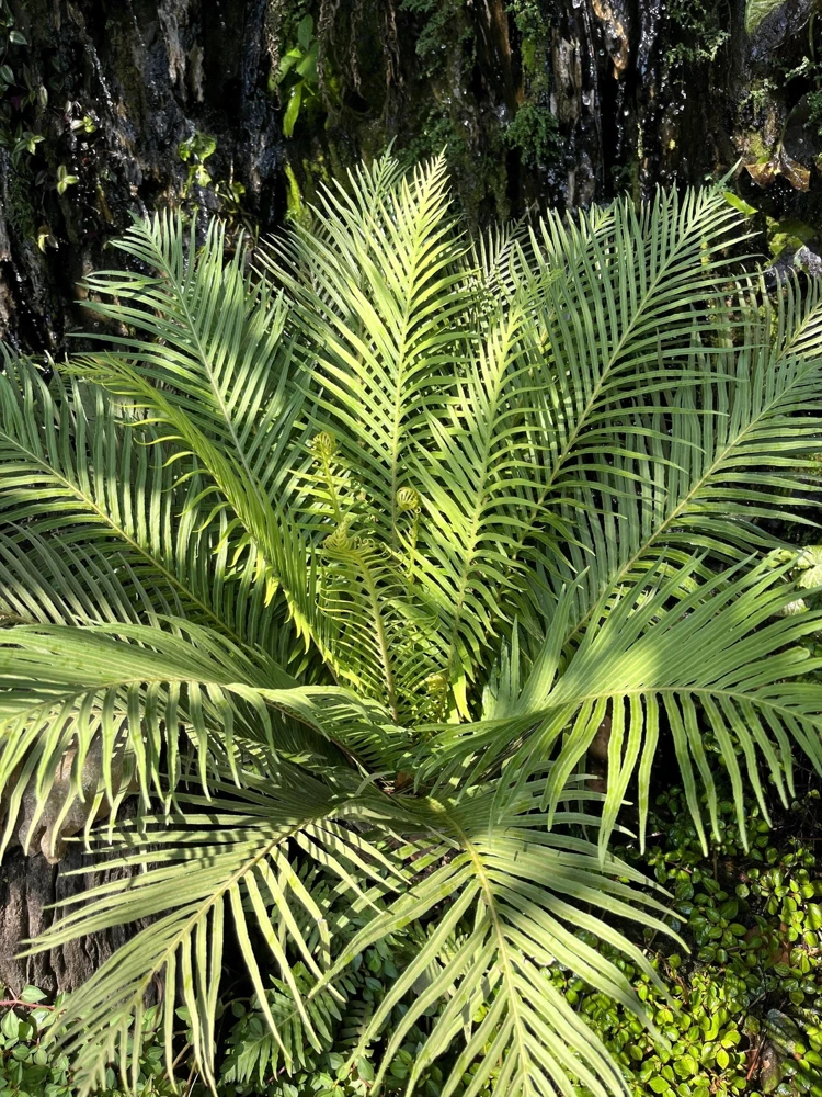 Bamboo Palm Chamaedorea Seifrizii Seeds - 5 Pack - Indoor/Outdoor Shade - Image 1