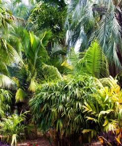 Bamboo Palm Chamaedorea Seifrizii Seeds - 5 Pack - Indoor/Outdoor Shade - Image 3
